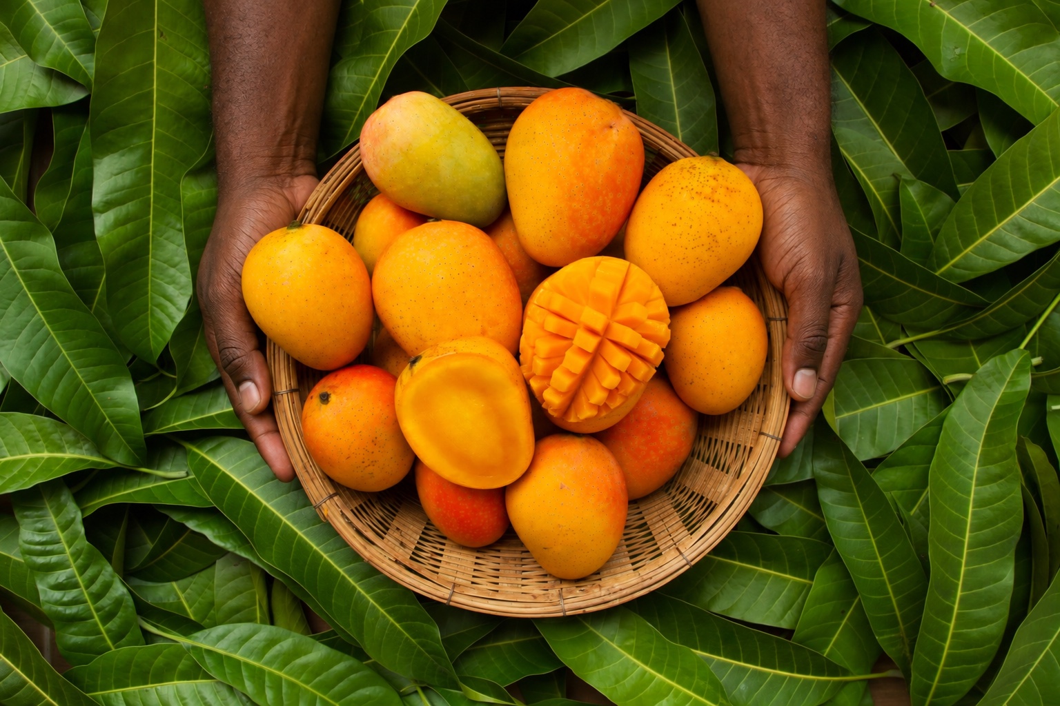 Fresh handpicked mango harvest basket